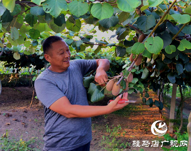 河南新蔡：特色產業結“富果” 聯農帶農增活力